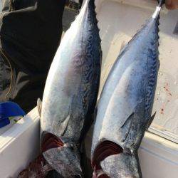 鵜来島家本渡船 釣果