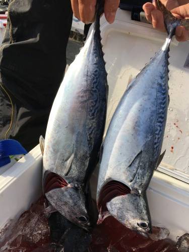 鵜来島家本渡船 釣果