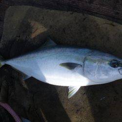 小海途 釣果