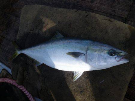 小海途 釣果