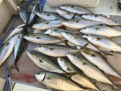 ミタチ丸 釣果