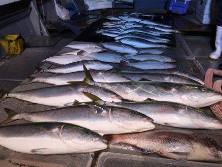 幸風（さちかぜ） 釣果