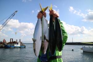 魚英 釣果