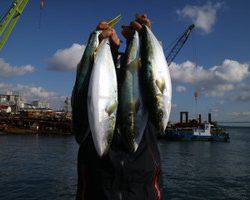 魚英 釣果