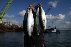 魚英 釣果