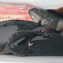 しば渡船 釣果