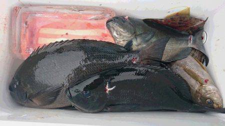 しば渡船 釣果