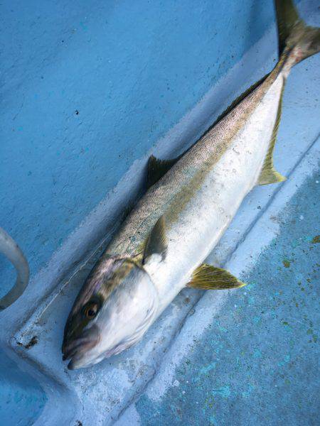 松鶴丸 釣果