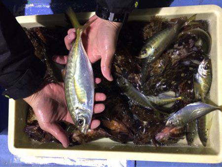 ヤザワ渡船 釣果