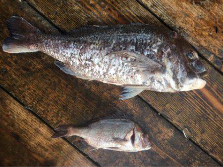 釣り堀水宝 釣果