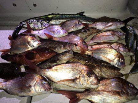 龍神丸（鹿児島） 釣果