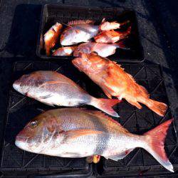 渡船屋たにぐち 釣果