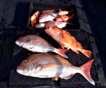 渡船屋たにぐち 釣果