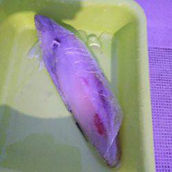 光生丸 釣果