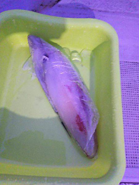 光生丸 釣果