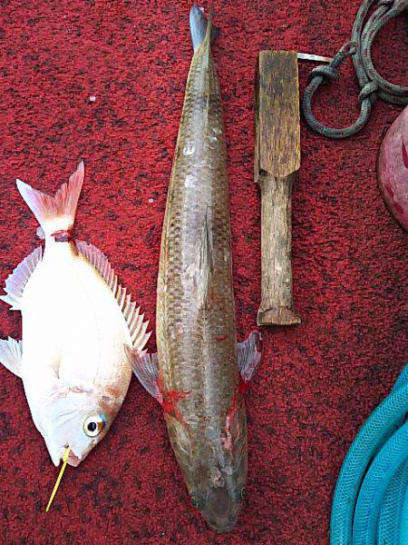 光生丸 釣果