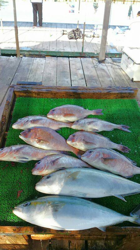 海の釣堀 海恵 釣果