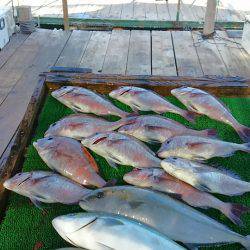 海の釣堀 海恵 釣果