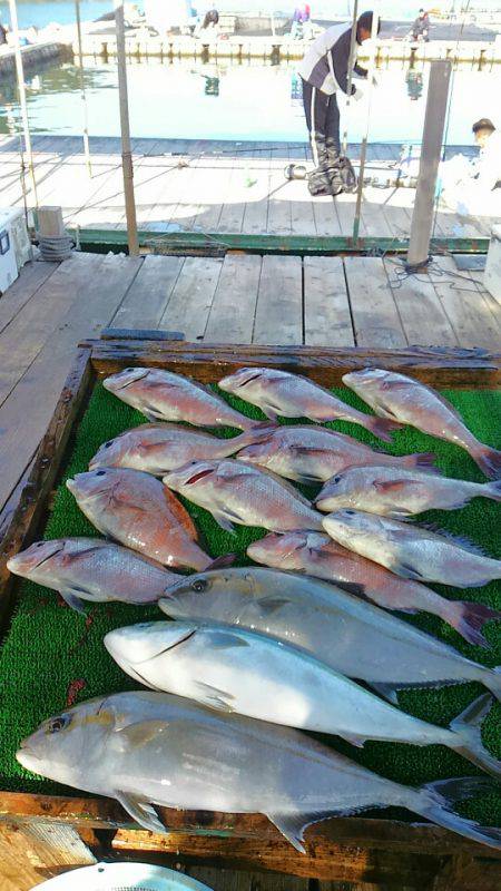 海の釣堀 海恵 釣果