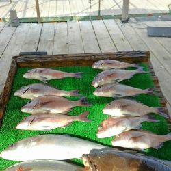 海の釣堀 海恵 釣果