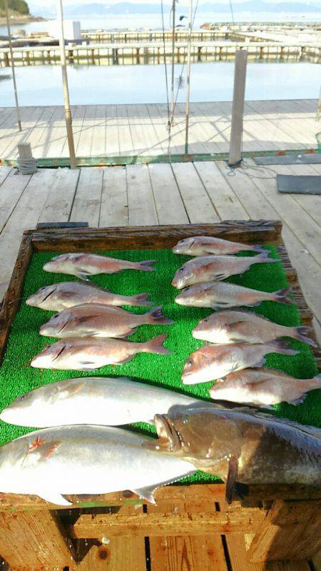 海の釣堀 海恵 釣果