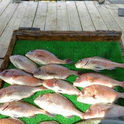 海の釣堀 海恵 釣果