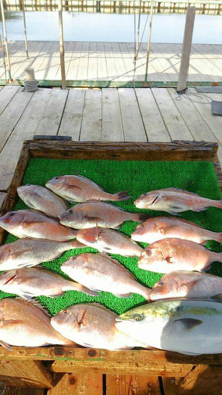 海の釣堀 海恵 釣果