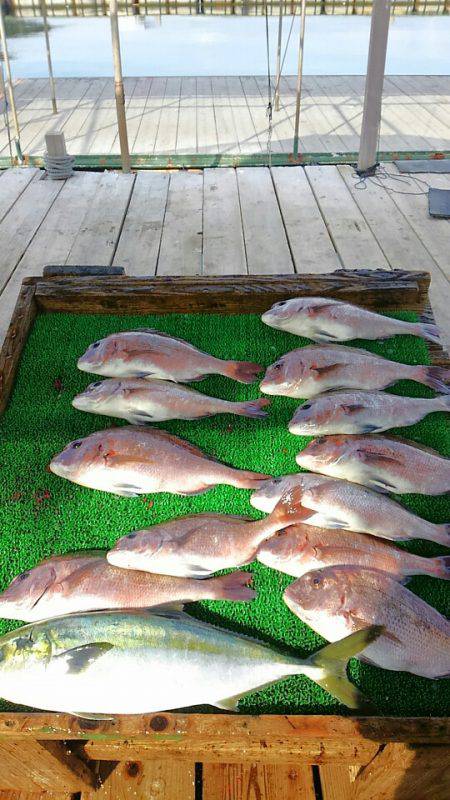 海の釣堀 海恵 釣果