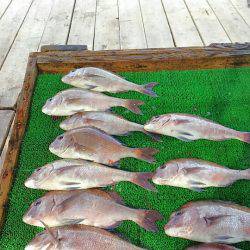 海の釣堀 海恵 釣果