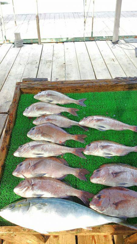 海の釣堀 海恵 釣果