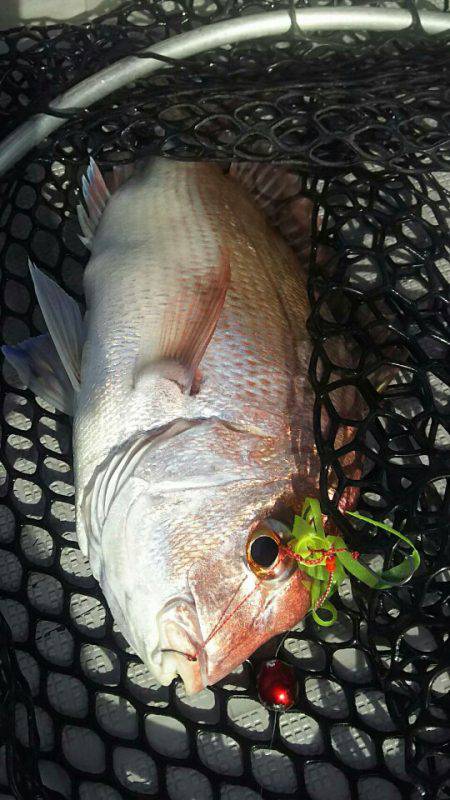 タイラバ遊漁船 ワンピース 釣果