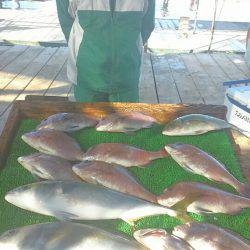 海の釣堀 海恵 釣果