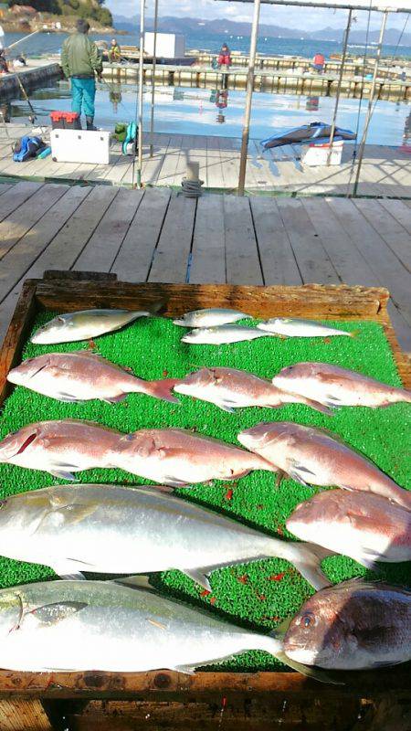 海の釣堀 海恵 釣果