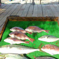 海の釣堀 海恵 釣果