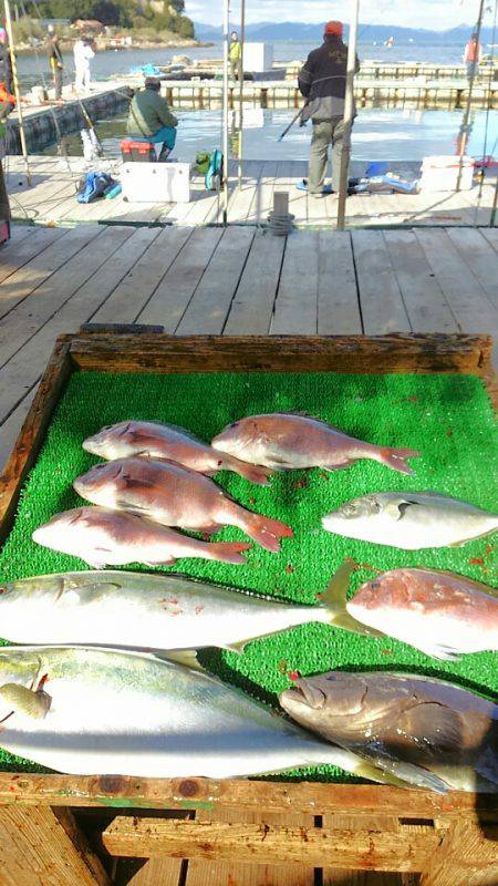 海の釣堀 海恵 釣果