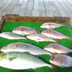 海の釣堀 海恵 釣果