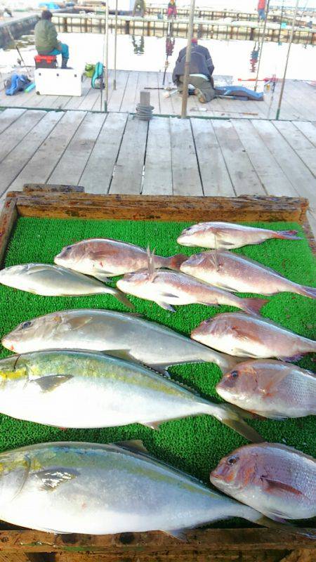 海の釣堀 海恵 釣果