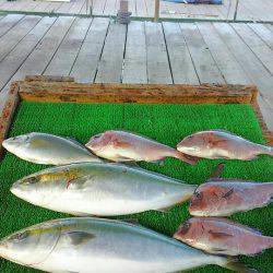 海の釣堀 海恵 釣果