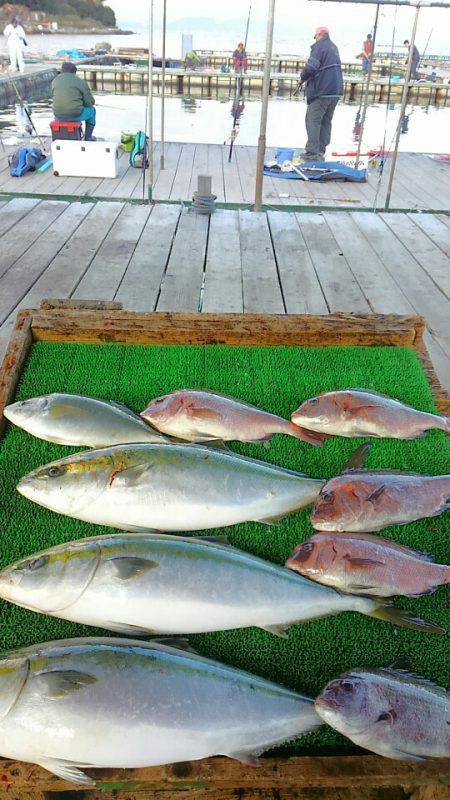 海の釣堀 海恵 釣果