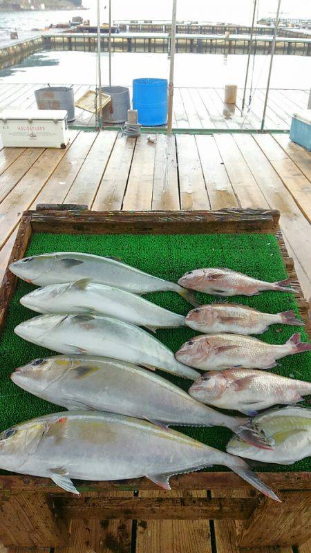 海の釣堀 海恵 釣果