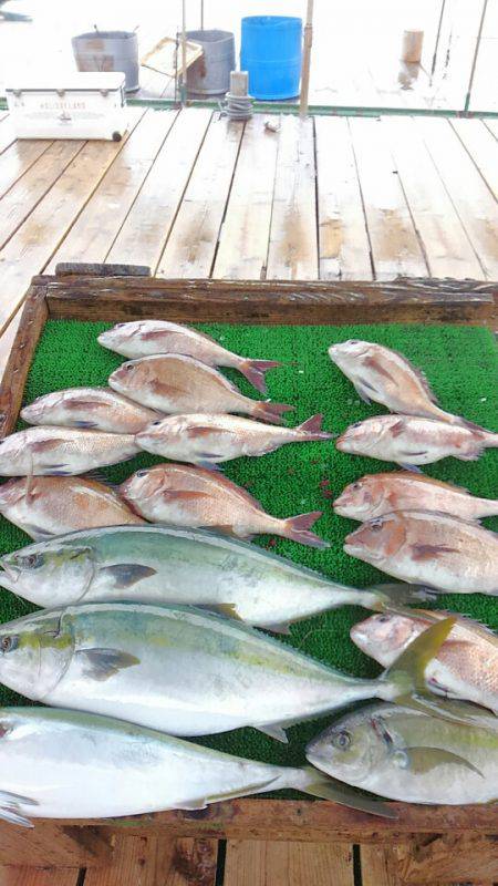 海の釣堀 海恵 釣果