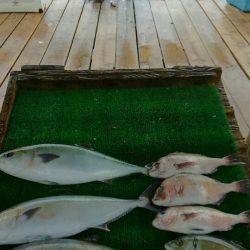 海の釣堀 海恵 釣果