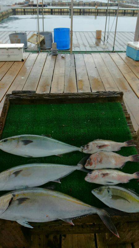 海の釣堀 海恵 釣果