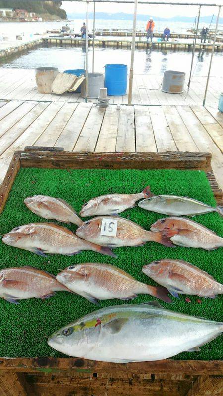 海の釣堀 海恵 釣果