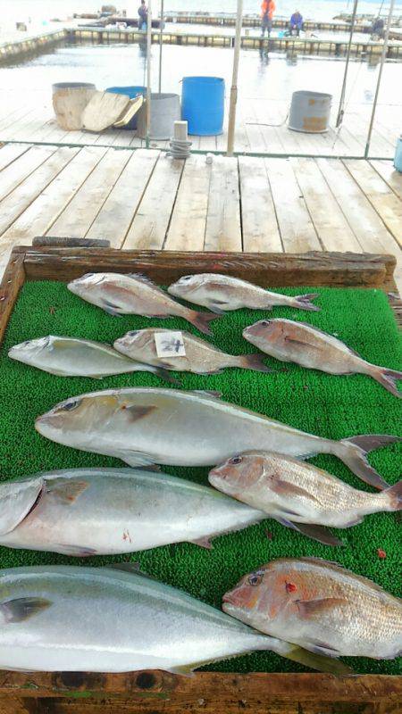 海の釣堀 海恵 釣果