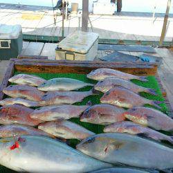 海の釣堀 海恵 釣果