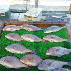 海の釣堀 海恵 釣果