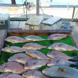 海の釣堀 海恵 釣果