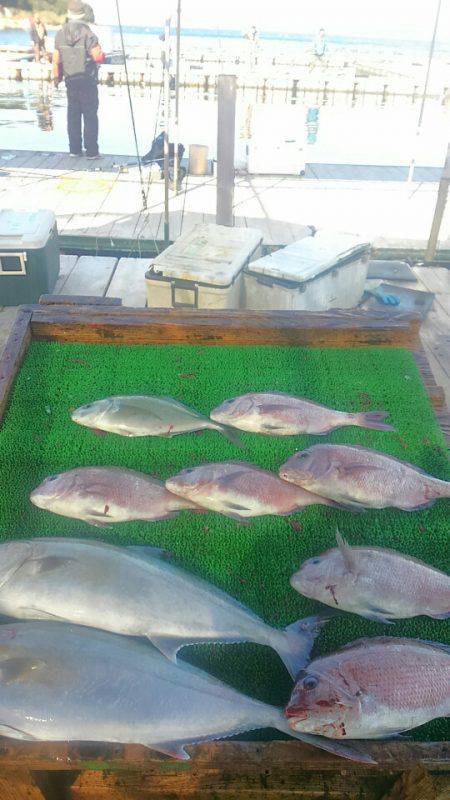 海の釣堀 海恵 釣果