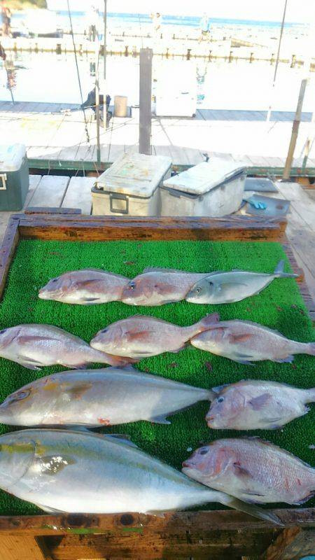 海の釣堀 海恵 釣果